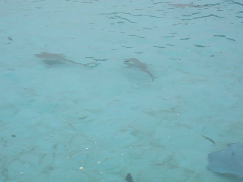 Blue Water Travel Facebook photo